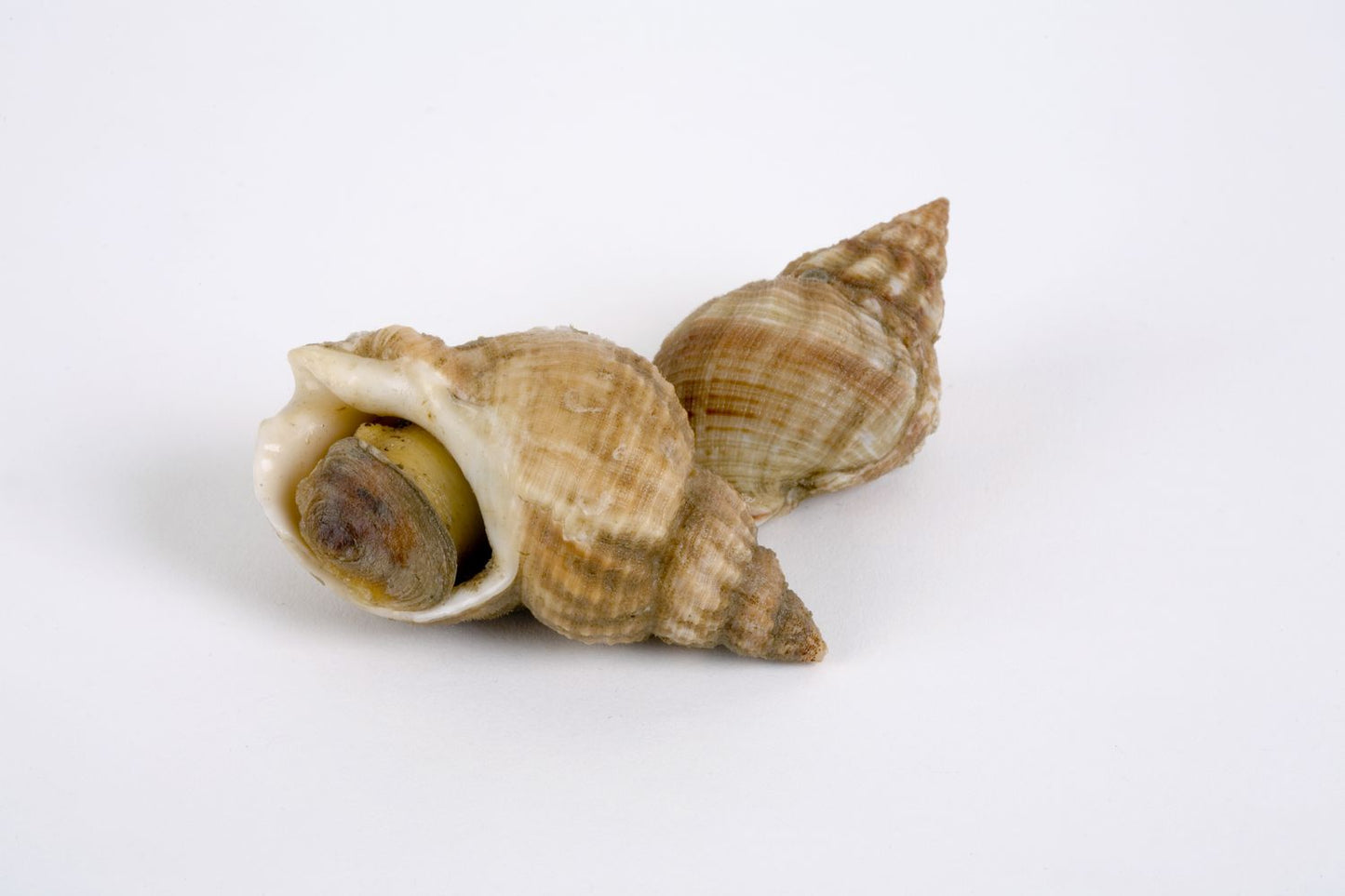 Whelk in Shell 加拿大野生翡翠螺(带壳) 大尺寸 8只装 总重约1磅