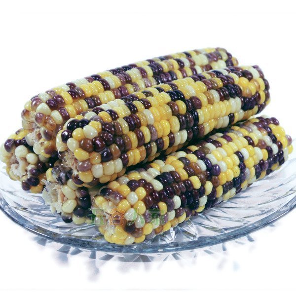 加拿大本地纯天然五彩糯玉米 3pc【每单限购5份】