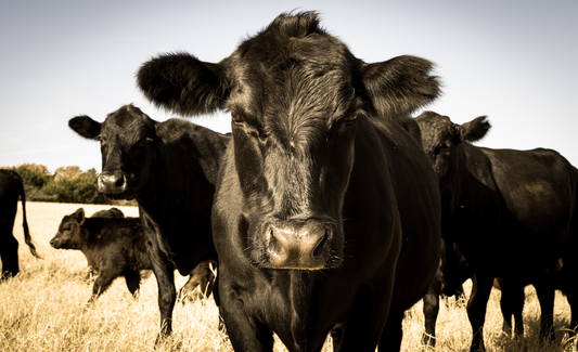 牛起来！加拿大的牛肉主要有哪些品种？一次搞懂怎么选