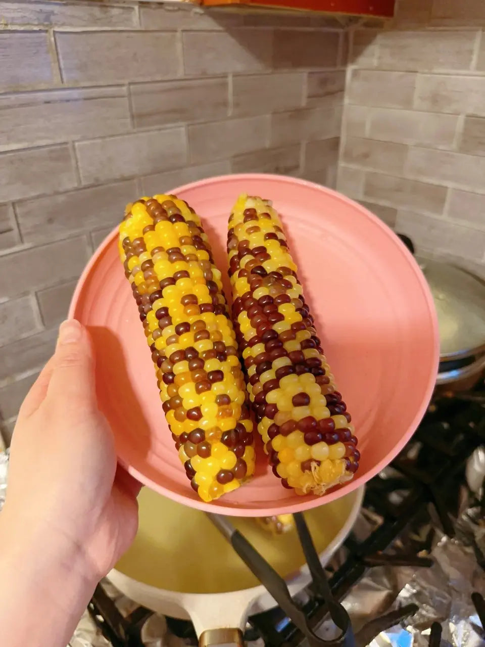 加拿大本地纯天然五彩糯玉米 3pc【每单限购5份】