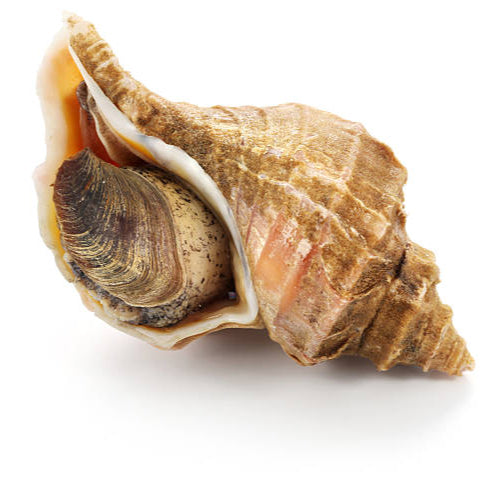 Whelk in Shell 加拿大野生翡翠螺（带壳） 大尺寸 8只装 总重约1磅