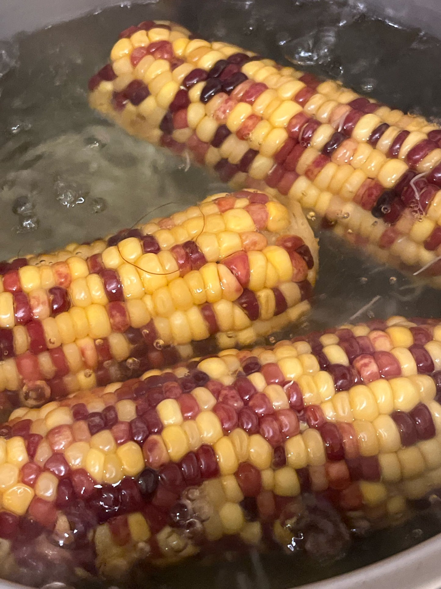 加拿大本地纯天然五彩糯玉米 3pc【每单限购5份】